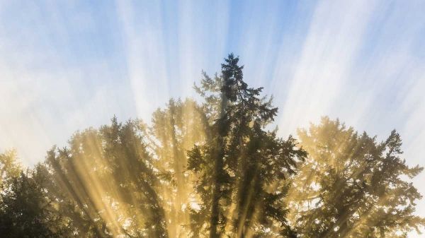 Washington, Seabeck Sun rays through fir trees